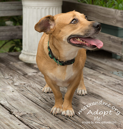 Katie - female - adopted