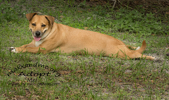 Katie - female - adopted
