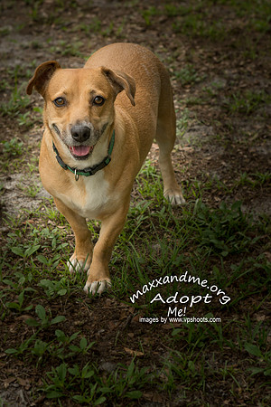 Katie - female - adopted
