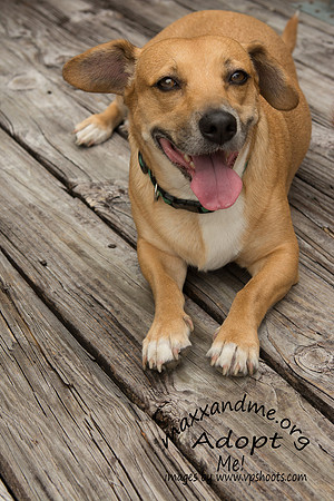 Katie - female - adopted