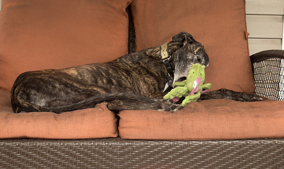 Greyhound - Former Derby Lane racer