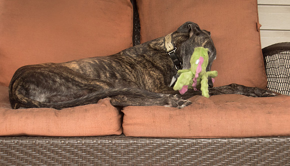 Greyhound - Former Derby Lane racer