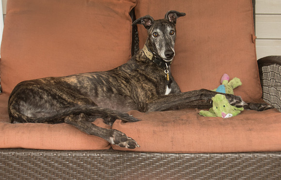 Greyhound - Former Derby Lane racer