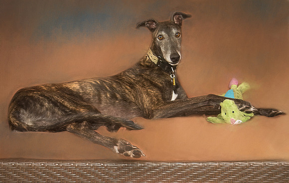 Greyhound - Former Derby Lane racer