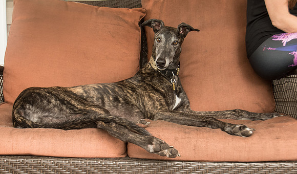 Greyhound - Former Derby Lane racer