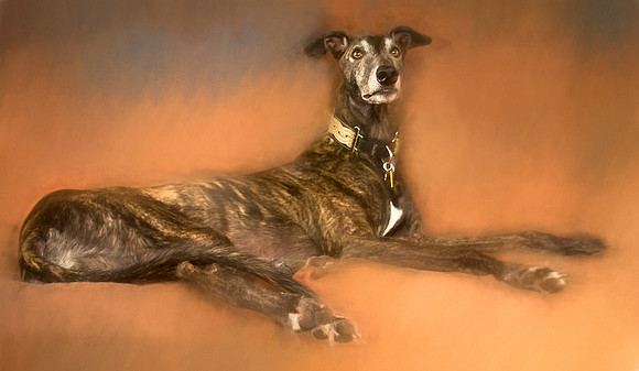 Greyhound - Former Derby Lane racer
