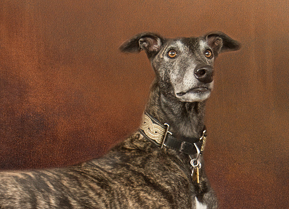 Greyhound - Former Derby Lane racer