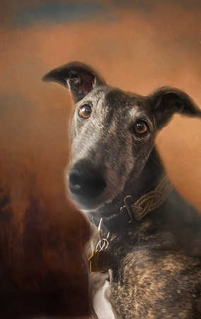Greyhound - Former Derby Lane racer