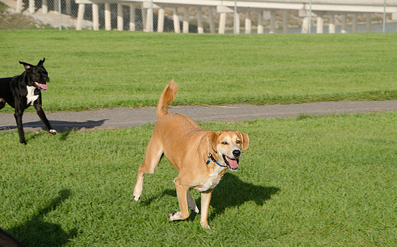 Rescue dog having fun at dog park