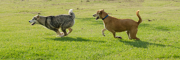 Dogs chasing each other at dog park