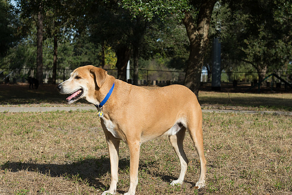 Dog hanging out at Rowlett Dog Park