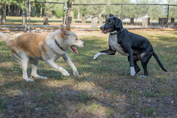 Dog playing at Rowlett Dog Park