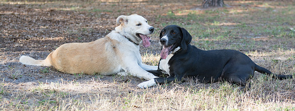 Dogs relaxing at the Rowlett Dog Park
