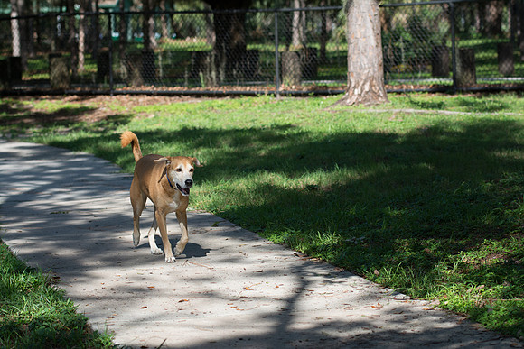 Dog running free on sidewalk