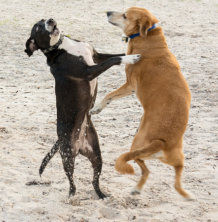 Dogs playing at Picnic Island Dog Park
