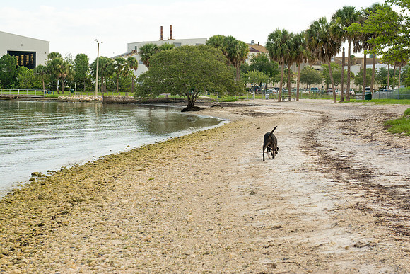 Running along the beach at Picnic Island Dog Park