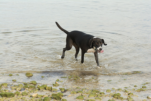 Picnic Island Dog Park