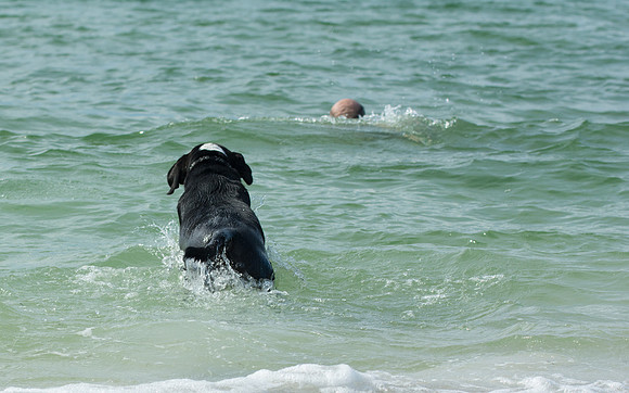 Dog swimming at Ft DeSoto Dog Beach/Park