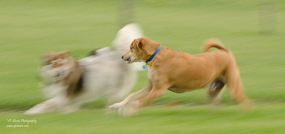 Panning Dog Photography
