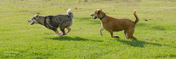Dogs playing chase