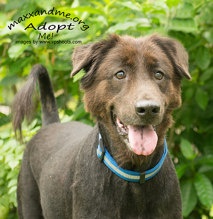 Hershey - male