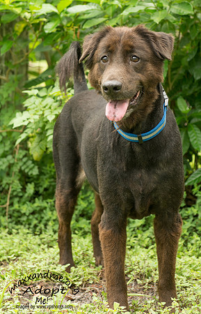 Hershey - male