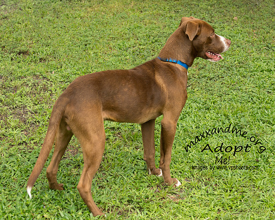 Leo - male