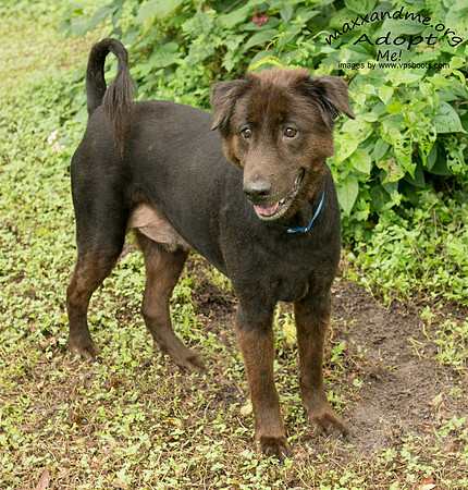 Hershey - male