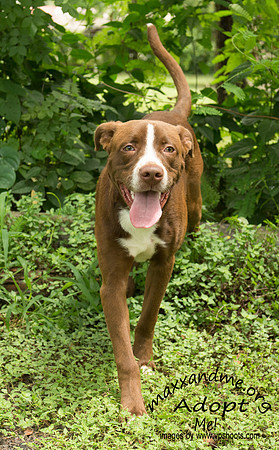Leo - male
