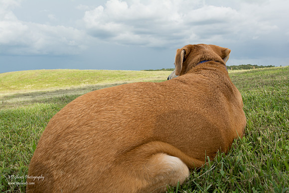Back of a dog