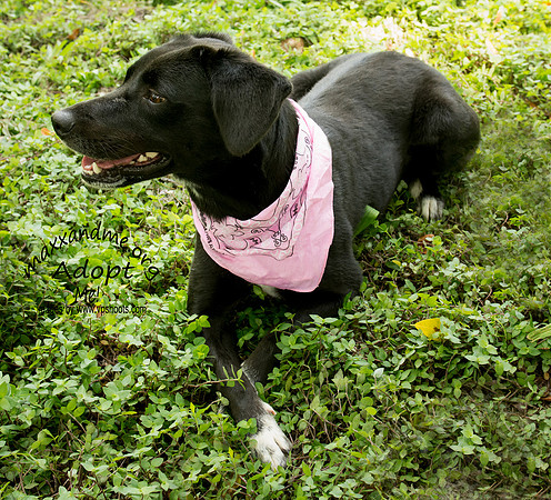 Misty - female