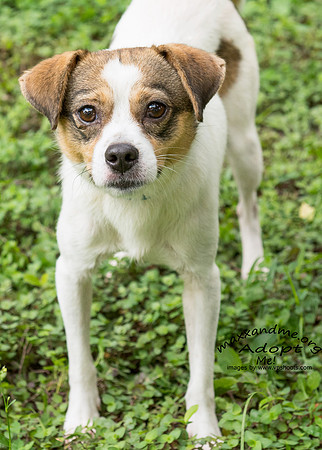 Napolian - Male (small)