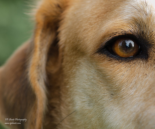 Dog eye up close