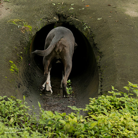 Dog by drain pipe
