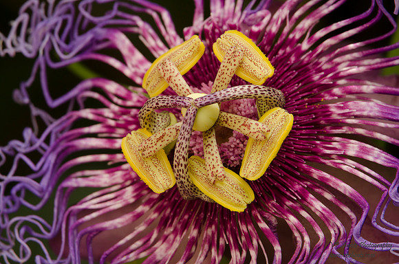 center of passion flower