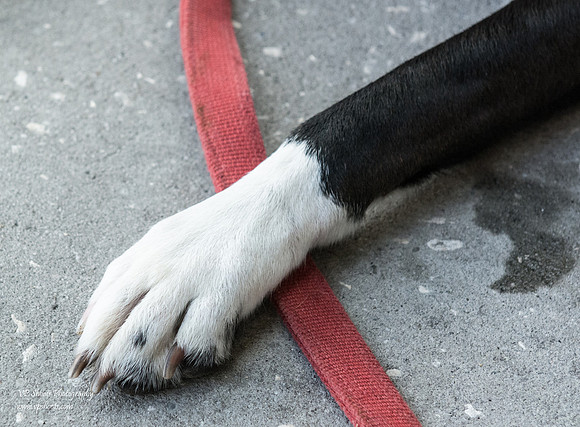 White dog paw with freckle