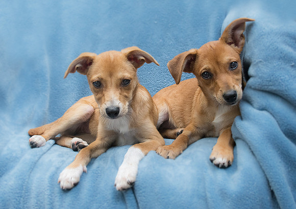 Twin puppy sisters