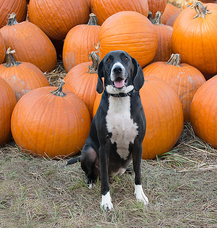 Dog sitting with bunch of pumpkins
