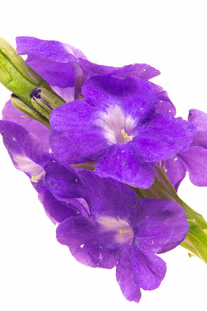Porter weed flower