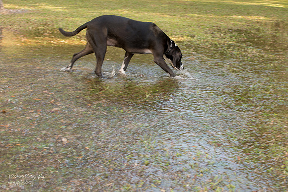 Dog finds water puddle