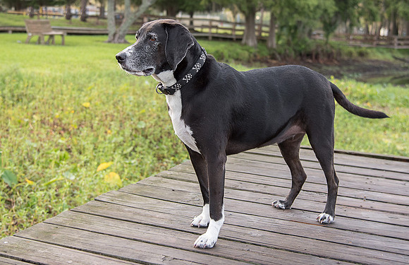 Hound dog standing on boardwalk