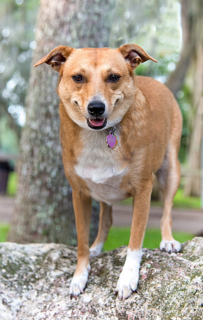 Dog standing on a large rock