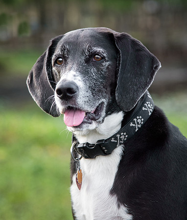 black and white dog face portrait