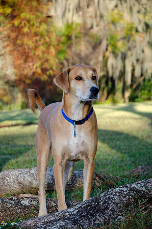Young Jimbo, dog, at Riverhills Park