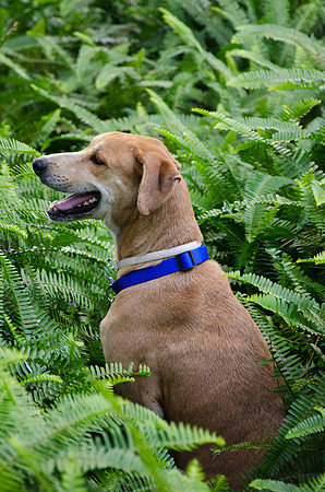 I am in the middle of ferns!