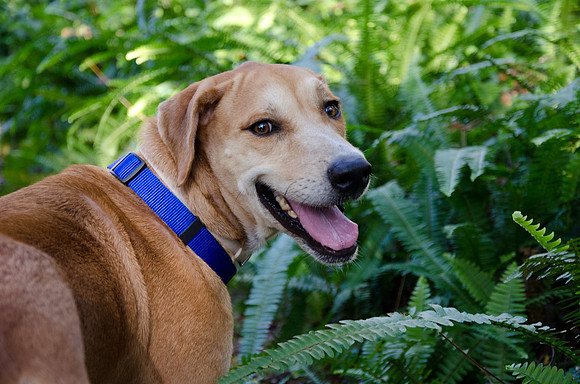 Happy dog among the ferns