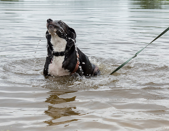 Dog playing in water
