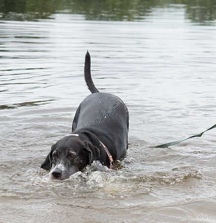 Dog playing in the water