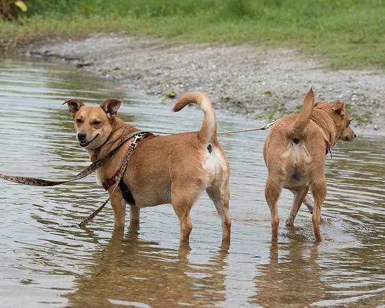 Little dogs standing in water
