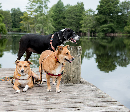 Dogs standing on wooden dock